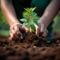 Earth care Person planting saplings, fostering environmental sustainability and growth