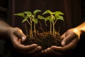 Celebrate earth day. Hands holding small green sprouts in lush spring grass