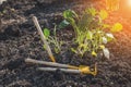 Earth Day concept. Cabbage seedlings with visible roots