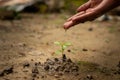 Earth day concept. Drop water on hand for growing tree. Protect the environment Royalty Free Stock Photo