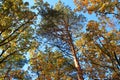 Earth day. Crowns of forest trees on a blue sky. Mixed forest: pine, birch, spruce. Environmental protection Royalty Free Stock Photo