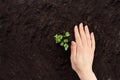 Earth day and Ecology.Plant in hands. copy space. story.International Year of Plant Health. heart-shaped. Global warming.Photo