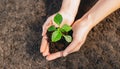 Earth day. Environment protection concept. Female hands holding baby plant Royalty Free Stock Photo