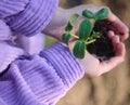 Earth day. Environmental education concept. Hands of a child holding cucumber sprouts with roots in black soil cultivated in