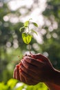 Earth Day In the hands of trees growing seedlings. Bokeh green Background  baby hands holding tree. Forest Conservation concept Royalty Free Stock Photo