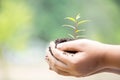 Earth Day In the hands of trees growing seedlings. Female hand holding tree on nature field grass. Bokeh green Background. Royalty Free Stock Photo