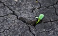 Earth Day. Sunflower sprout makes its way through cracked soil. Sowing and growing crops in the fields. copy space.