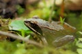 Earth frog