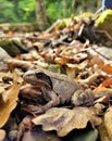 an earth frog hides in the foliage