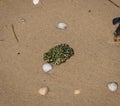 Earth frog on the sand on a summer day