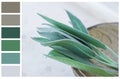 Earth and greenery color palette swatches of complementary tones. Fresh sage leaves in coconut bowl on white gray stone background