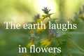 The earth laughs in flowers. Beautiful wild flower on blur background