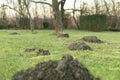 Mole hole in the garden Royalty Free Stock Photo