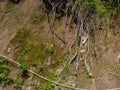 Earth mound and protruding plant roots. Background from earth and plants. Collapsed soil. earthen slope