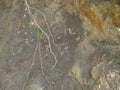 Earth mound and protruding plant roots. Background from earth and plants. Collapsed soil. earthen slope