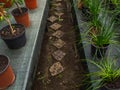 The earth between ranks with flowers in pots. Tables in the greenhouse with different plants