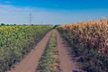 earth road between flowering sunflowers and maize fields at summer season in central Ukraine Royalty Free Stock Photo