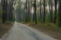 earth road in morning pine forest in ukraine