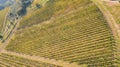 Earth`s line. A drone vertical perspective of  the vineyards. Agricultural fields Royalty Free Stock Photo