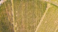 Earth`s line. A drone vertical perspective of the vineyards. Agricultural fields Royalty Free Stock Photo