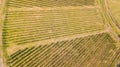 Earth`s line. A drone vertical perspective of the vineyards. Agricultural fields Royalty Free Stock Photo