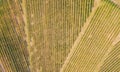 Earth`s line. A drone vertical perspective of the vineyards. Agricultural fields Royalty Free Stock Photo