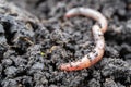 Earth`s worm in the earth, the land is wet Royalty Free Stock Photo