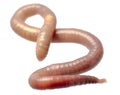 Earth worm Royalty Free Stock Photo