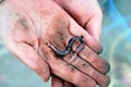 Earth Worm in Childs Hands Royalty Free Stock Photo
