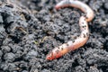 Earth worm close-up in a fresh wet earth Royalty Free Stock Photo