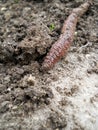 Earth worm Royalty Free Stock Photo