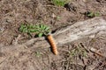 Earth worm over a tree.Worm insects for eating as food, it is good source of protein edible. Environment and Entomophagy concept