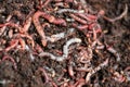 Earth Worms Royalty Free Stock Photo
