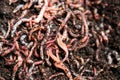 Earth Worms