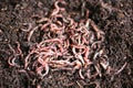 Earth Worms Royalty Free Stock Photo