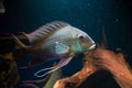 Eartheater Cichlid Geophagus altifrons Royalty Free Stock Photo