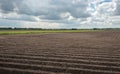 Earthed potato ridges on a large Dutch field Royalty Free Stock Photo