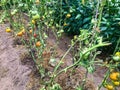 Earthen beds, growing fruit crops. tomatoes grow in the garden. red, yellow, round and juicy fruits in the greenhouse. gardening, Royalty Free Stock Photo