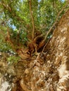 Earthen cliff showing roots of eucalyptus trees