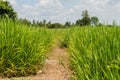 Earthen in rice field