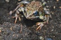 Earthen frog. Earthen frog sits on the ground and looking at the camera Royalty Free Stock Photo