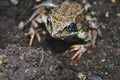 Earthen frog. Earthen frog sits on the ground and looking at the camera