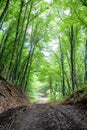 The earthen road in a dense forest