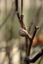Earthen snail crawled out on a twig