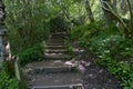 Earthen steps climbing up through woodland.in Goathland, Yorkshire