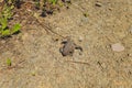 An earthen toad awaits a victim in an ambush, disguised.