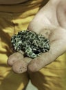An earthen toad on a child's hand human hand in a glove holds an earthen toad Royalty Free Stock Photo