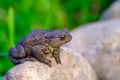 Earthen toad Royalty Free Stock Photo