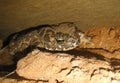 Earthen toad