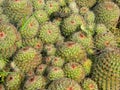 An earthen tray full of nicely grown Cacti in our Roof Garden